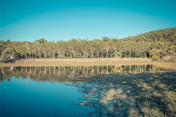 写真：ゴムの木々